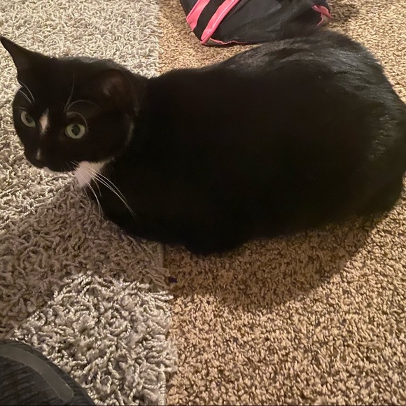 Meet your Posher, Madison - Picture 2 of 2